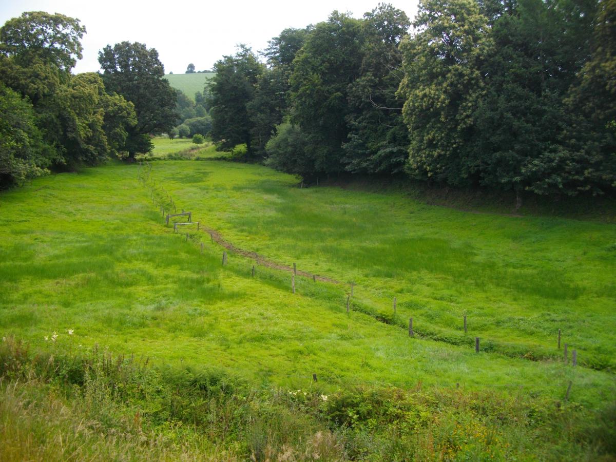 Prairie humide de bas fond